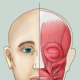 عضلات الوجه