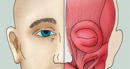 عضلات الوجه