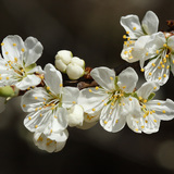 أزهار الكرز