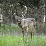 الأيل الأسمر الأوروبي