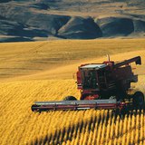 حصاد القمح