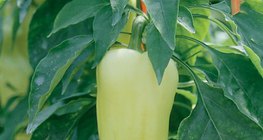 نبات البابريكا