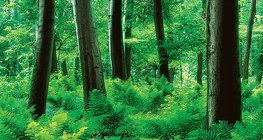 غابة سرخسياتية النبت