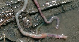 فناء ديدان الأرض بعد المطر