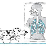 Kutyus hozzá sem tud szagolni a hangképző szerveinkhez