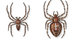 عنكبوت الحدائق الأوروبي (ذكر و أنثى)