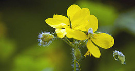 عروق الصباغين