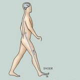 A fájdalomreflex működése