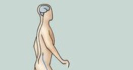 A fájdalomreflex működése