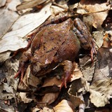 الضفدع الرشيق