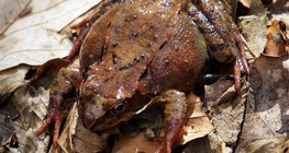 الضفدع الرشيق