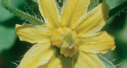 أزهار البندورة