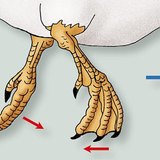 حركة أقدام البط في الماء
