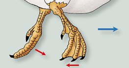 حركة أقدام البط في الماء