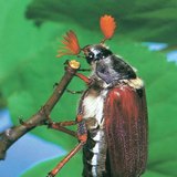 خنافس الميلولونثيناي