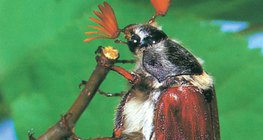 خنافس الميلولونثيناي