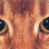 عين القط في الظلام