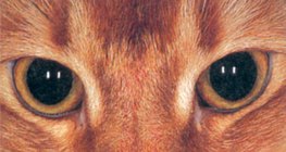 عين القط في الظلام