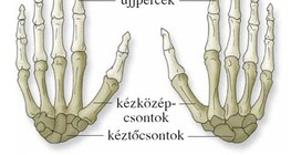 A kéz csontjai