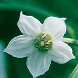 أزهار الفليفلة