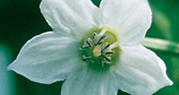 أزهار الفليفلة