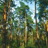 غابة الصنوبر