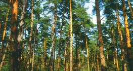 غابة الصنوبر