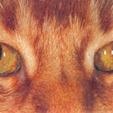 عين القط في الظلام