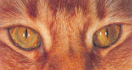 عين القط في الظلام