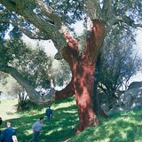 شجرة الفلين