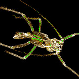 الهيكل الكيتيني المنسلخ لحشرة المن