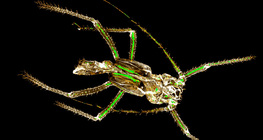 الهيكل الكيتيني المنسلخ لحشرة المن