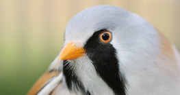 قرقف أبو ذقن