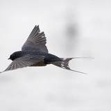 خطاف المخازن