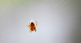 شبكة عنكبوت