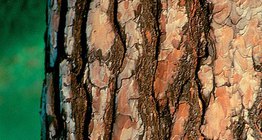 لحاء الصنوبر