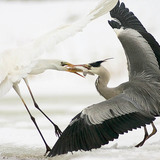 صراع من أجل الفريسة