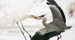 صراع من أجل الفريسة