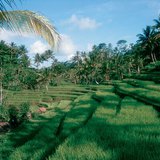 مدرجات زراعة الأرز