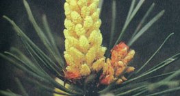 سداة الصنوبر