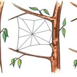 عملية صنع شبكة العنكبوت