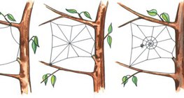 عملية صنع شبكة العنكبوت