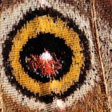 أجنحة الفراشة