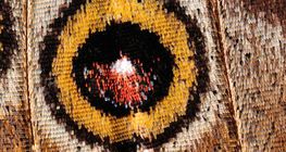 أجنحة الفراشة