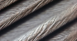 التركيب الدقيق لريش الطيور (يمكن أيضاً رؤية الخطافات التي تصل أجزاء الريش ببعضه)