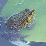 الضفدع الأوربي