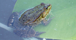 الضفدع الأوربي