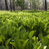 زنبق الوادي