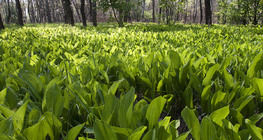 زنبق الوادي