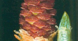 أزهار قمعية